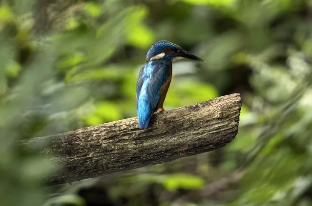 A Kingfisher perches on a branch in Hampstead Heath Birding Pond on July 20, 2016 in London, England. The City of London Corporation built an artificial bank out of a sand cement mix to encourage Kingfisher breeding at the Hampstead Heath beauty spot, which attracts over 7 million visits a year. Kingfishers do not tolerate other Kingfishers as neighbours and there is only pair on the Heath. (Photo by Carl Court/Getty Images)