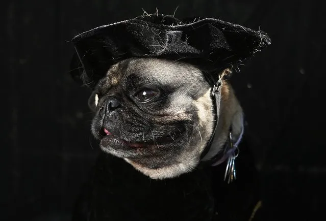 Shakespearean Pug Charlie dresses up for the Tompkins Square Halloween Dog Parade on October 20, 2012 in New York City