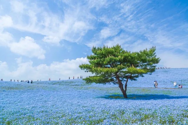 “The Blue Universe”. I took this picture at Hitachi Seaside Park in Ibaraki Prefecture, Japan. The flowers are nemophila and the whole number of it in the park is 4.5 millions. The best season is usually from the end of April to the first week of May. I wish to go into the blue universe again next year to photograph. Photo location: Ibaraki, Japan. (Photo and caption by Hiroki Kondo/National Geographic Photo Contest)