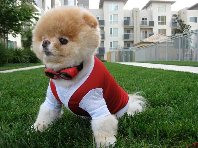 Meet Boo - The World's Cutest Dog