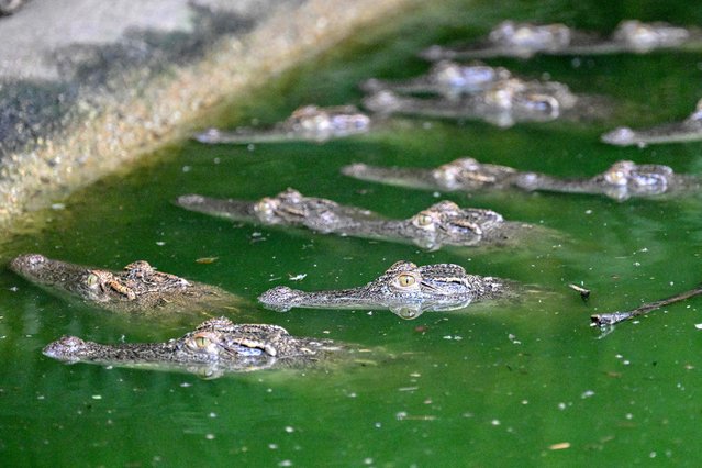 This photo taken on February 27, 2025 shows baby Siamese crocodiles resting in the water at the Siamese Crocodile Breeding Facility in Phnom Tamao zoo in Cambodia's Takeo province. A years-long effort has brought the endangered Siamese crocodile back from the brink of extinction with 10 of the reptiles being released by Fauna and Flora into the wild in Cambodia's Virachey national park. (Photo by Tang Chhin Sothy/AFP Photo)