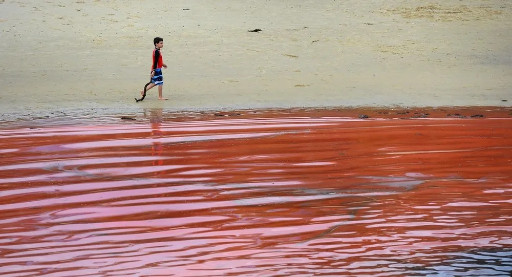 Sydney Beaches Turn Blood Red from Algae