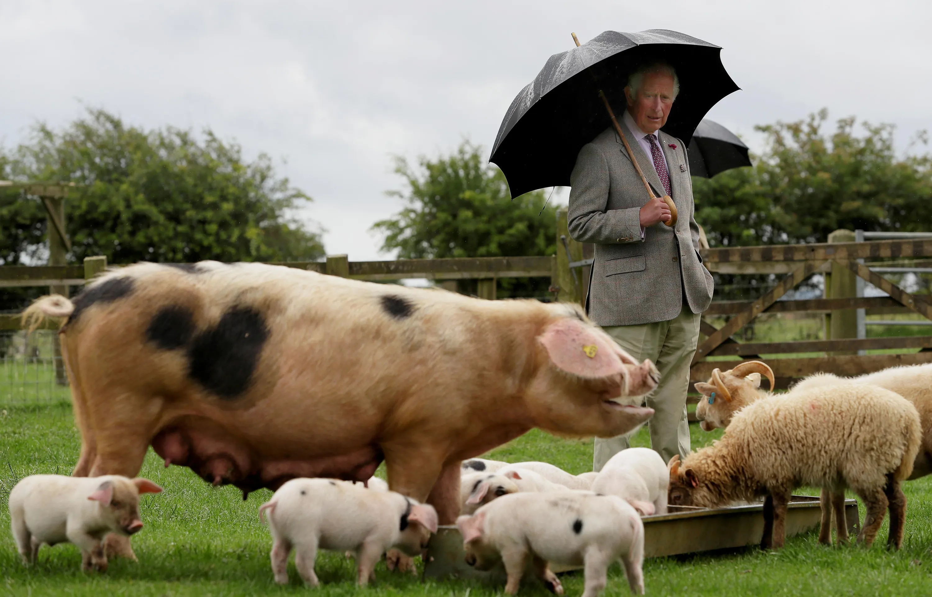 Среди свиней. Свиньи пасутся. Свиньи на ферме. Пятнистая свинья. Свинья в Англии.