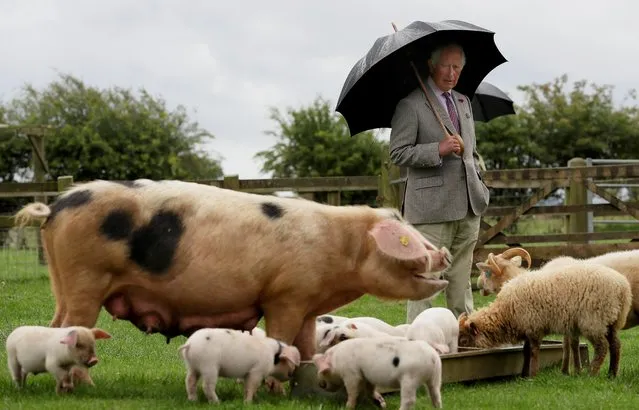 Britain's Prince Charles looks at a Gloucestershire Old Spot pig with her piglets during a visit to Cotswold Farm Park in Guiting Power near Cheltenham, Britain on July 1, 2020. Farm parks work at preserving British native breeds, encouraging visitors to return to them when they re-open and go back regularly throughout the year to watch the animals change and grow. (Photo by Kirsty Wigglesworth/Pool via Reuters)