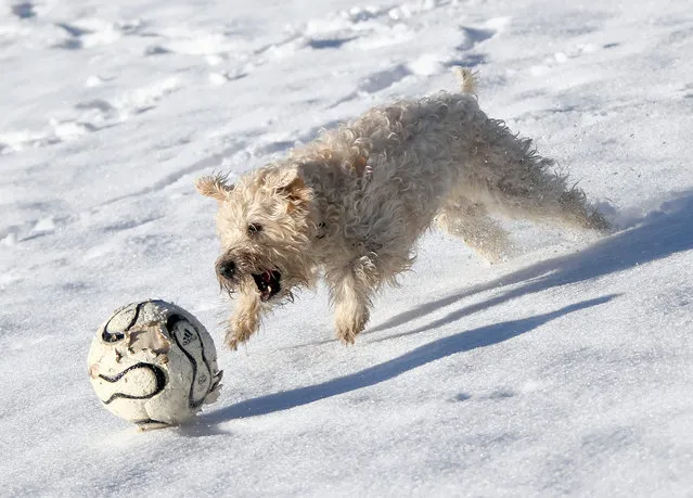 Irish Soft Coated Wheaten Terrier Leni plays in the snow near Warngau, Germany, December 7, 2017. (Photo by Michael Dalder/Reuters)