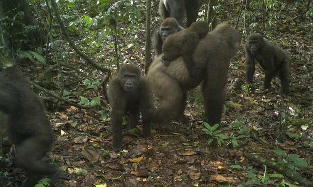 This photo taken by a camera trap shows a group of Cross River gorillas in the Mbe Mountains of Nigeria on Monday, June 22, 2020. Conservationists have captured the first images of a group of rare Cross River gorillas with multiple babies in the Mbe mountains of Nigeria, proof that the subspecies once feared to be extinct is reproducing amid protection efforts. (Photo by WCS Nigeria via AP Photo)