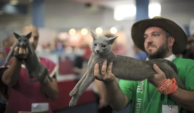 Russian Blue cats are held before judges during a competition in Bucharest, Romania, Saturday, September 26, 2015. (Photo by Vadim Ghirda/AP Photo)