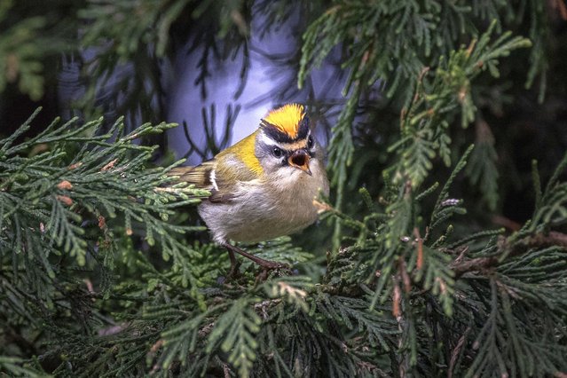 A male firecrest – one of Britain’s smallest birds – sings from its perch in Sandwich Bay, Kent on April 11, 2025. They tend to move through trees and bushes in search of small insects. (Photo by Jack Hill/Times Media Ltd)