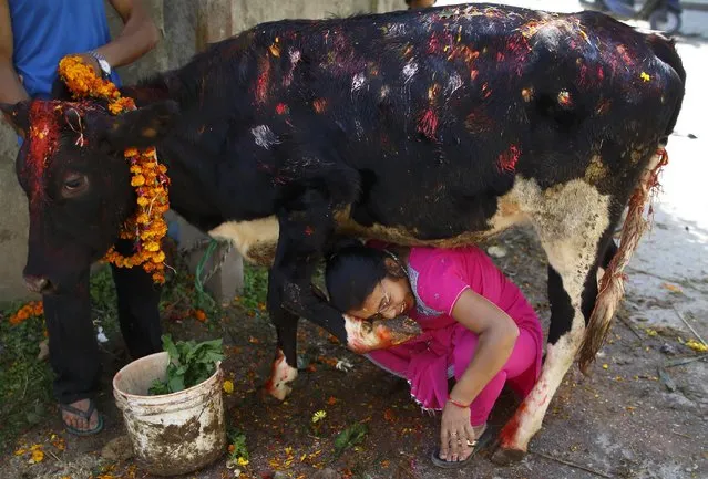 A devotee is kicked in the face as she crawls under a cow during a religious ceremony in Kathmandu, October 23, 2014. (Photo by Navesh Chitrakar/Reuters)