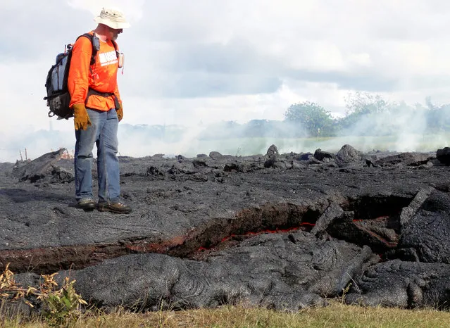 This October 25, 2014 photo provided by the U.S. Geological Survey shows a Hawaii Volcano Observatory geologist standing on a partly cooled section of lava flow near the town of Pahoa on the Big Island of Hawaii. Note the thin red horizontal line of molten lava visible along the bottom third of the photo. (Photo by AP Photo/U.S. Geological Survey)