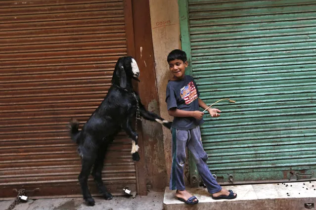 A boy plays with a goat in front of closed shops in an alley in the old quarters of Delhi September 22, 2013. (Photo by Mansi Thapliyal/Reuters)
