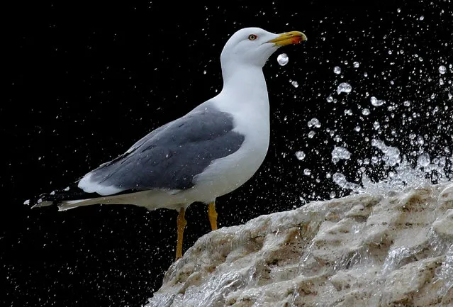 A seagull stands on a fountain in Saint Peter's Square at the Vatican January 1, 2018. (Photo by Max Rossi/Reuters)