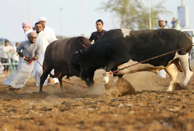 Men pull ropes to stop two bulls from locking horns during a bullfight in the eastern emirate of Fujairah October 17, 2014. (Photo by Ahmed Jadallah/Reuters)