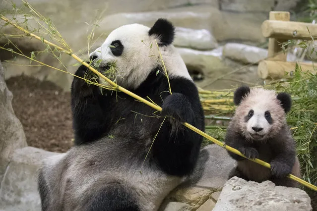 Panda cub Yuan Meng, which means “the realization of a wish” or “accomplishment of a dream”, eats bamboos with her mother Huan Huan at the Beauval Zoo, in Saint-Aignan-sur-Cher, France, Saturday, January 13, 2018. France's first baby panda has made his grand public entree, acting like many five-month-olds – climbing all over his reclining mother who appeared to want to rest. (Photo by Zoo Parc de Beauval via AP Photo)