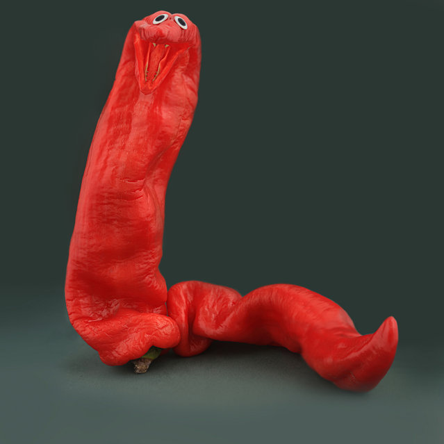 “Red Pepper Snake. The Red Pepper Snake is found in a diversity of grassy habitats that are usually wet or damp, although not necessarily near permanent refrigerated areas. They are encountered along the edges of refrigerators or sinks. They often climb the kitchen shelves in search of prey, feeding on small croutons, raisin ants, and other inveggiebrates. Adults are very slender and seldom reach lengths of more than 10 inches. These snakes have somewhat a hot temper and might bite if handled. But, if, for some reason you decide to bite them first, be aware that side affects such as skin rash, indigestion, heartburn and other types of body burning are not uncommon... However, despite ther looks and side effects, the Red Pepper Snake still remain an excelent choice for spicing up your gastronomical life!. (Photo by Vanessa Dualib)