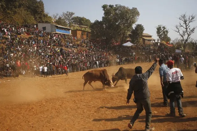 In this January 15, 2018, photo, Nepalese people gather to watch bulls fight during the Maghe Sankranti bull fight festival in Taruka, Nuwakot, 60 kilometers (37 miles) east of the capital, Kathmandu, Nepal. In this sleepy mountain village in Nepal, bulls face off for one day every year, locking horns in a quest for victory and prize money. For most of the year these bulls’ lives are easy. They don’t pull plows or wagons. They are fed eggs, rice, corn and butter milk. Then, for one day they fight, lowering their heads and locking horns as thousands of people cheer from the hillsides. (Photo by Niranjan Shrestha/AP Photo)