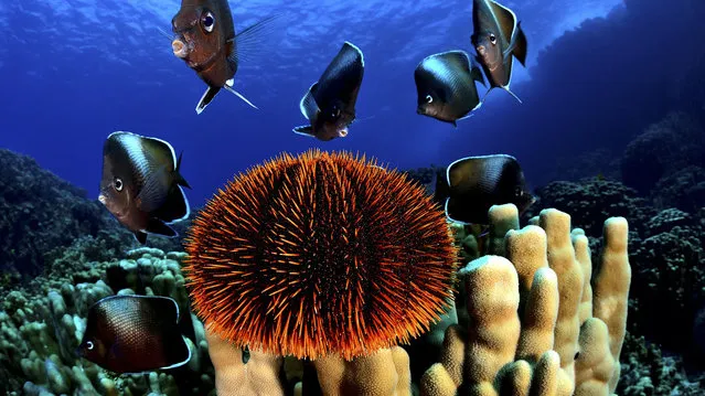 Coral, urchin, and the Easter Island butterflyfish, or white-tip butterflyfish, a subtropical fish in the Chaetodontidae family. It is endemic to the seas around Easter Island, 2,200 miles off the coast of mainland Chile. (Photo by Pew Trust)