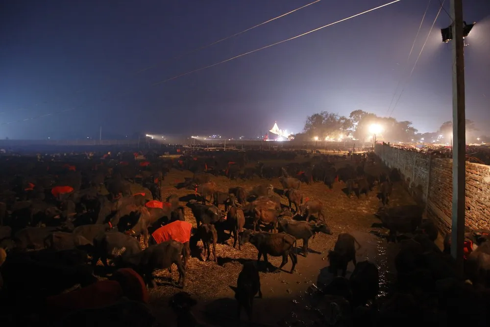 Gadhimai Festival in Nepal