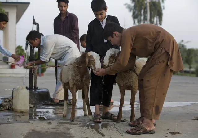 Pakistani boys water their sheep they bought for Eid al-Adha in Islamabad, Pakistan, Friday, September 9, 2016. Eid al-Adha, or the Feast of the Sacrifice, marks the willingness of the Prophet Ibrahim – Abraham to Christians and Jews – to sacrifice his son. During the holiday Muslims slaughter sheep and cattle, distribute part of the meat to the poor and eat the rest. (Photo by B.K. Bangash/AP Photo)