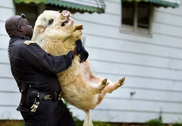 Guilford County Animal Control officer E. Afari carries a loose pig to his truck after catching it in Greensboro, N.C., on April 11, 2013. Citizens in the area called police after seeing the animal roaming around the area. Another animal control officer who originally responded to the scene kept the pig calm in a grassy area until Afari arrived to assist. (Photo by Nelson Kepley/News & Record)