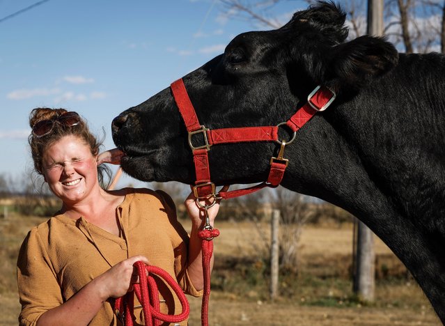 Jasmine Entz gets a kiss from her Guinness Book of World Record-breaking 8-year-old Holstein steer called “Beef”, who weighs 2,400 pounds and stands nearly two meters (6 feet) tall, on her ranch in Vulcan County, Alberta, Canada, on Friday, September 26, 2025. (Photo by Jeff McIntosh/The Canadian Press via AP Photo)