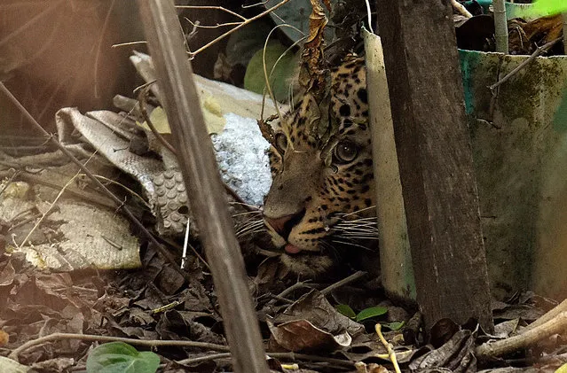 A leopard tires to hide in a residential area of Guwahati, India, 30 November 2020. According to officials a leopard, which was in search ​of food in Guwahati, has been tranquillized and rescued by Guwahati zoo. (Photo by EPA/EFE/Stringer)