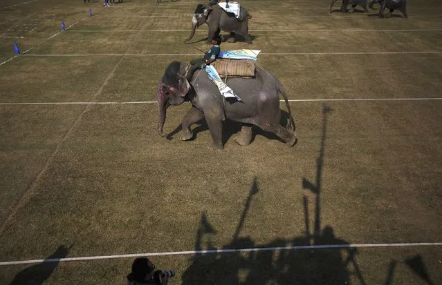 Elephants race towards the finishing line during an Elephant Festival event at Sauraha in Chitwan, south of Kathmandu December 27, 2014. (Photo by Navesh Chitrakar/Reuters)