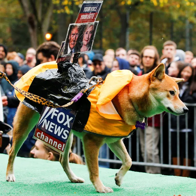 A dog dressed as Fox News channel with the pictures of Democratic U.S. presidential nominee Hillary Clinton (R) and Republican U.S. presidential nominee Donald Trump takes part in the annual halloween dog parade at Manhattan's Tompkins Square Park in New York, U.S. October 22, 2016. (Photo by Eduardo Munoz/Reuters)