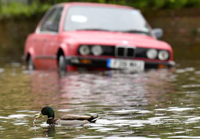 A duck paddles past a car parked along a flooded street adjacent to the Thames after the river burst its banks following heavy rain in London, Britain, April 30, 2018. (Photo by Toby Melville/Reuters)
