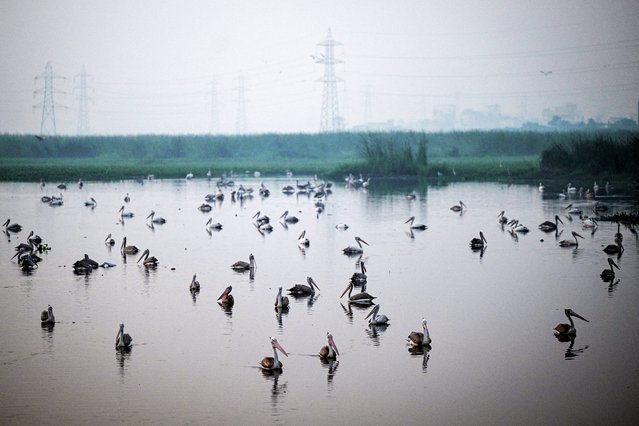 A pod of pelicans swims across a marshland in Chennai, India on October 31, 2025. (Photo by R. Satish Babu/AFP Photo)