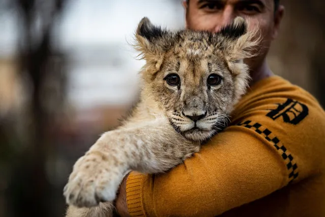 Rashid Barzan Othman, a 30-year-old Syrian Kurd, poses while holding his pet lion cub in al-Malikiyah (Derik) in Syria's northeastern Hasakah province on November 29, 2020. (Photo by Delil Souleiman/AFP Photo)