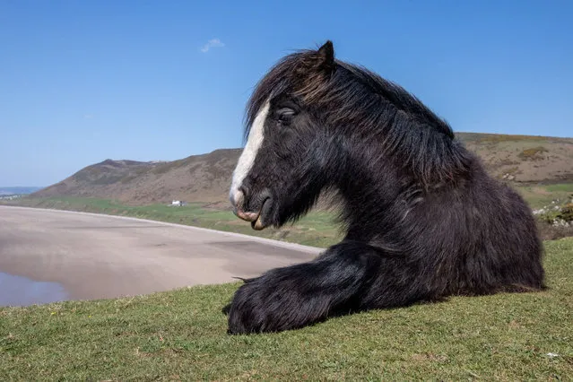 A cob horse for conservation grazing rests on the clifftops of Rhossili, Swansea, Britain on April 20, 2023. (Photo by Joann Randles/Reuters)