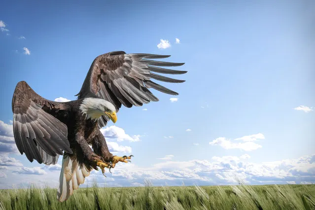 The bald eagle makes a majestic landing in Gloucestershire, United Kingdom in April 2023. (Photo by James Poole/Media Drum Images)