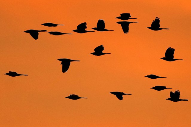 Starlings fly over the Baker Wetlands in Lawrence, Kansas, on Saturday, November 15, 2025. (Photo by Charlie Riedel/AP Photo)