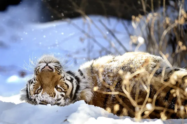Grom, Cheyenne Mountain Zoo's Amur tiger, rolls around in the snow Friday, January 2, 2015 in Colorado Springs, Colo. More winter weather is in the forecast for the Pikes Peak region with about an inch of new snow possible on Saturday. (Photo by Michael Ciaglo/AP Photo/The Colorado Springs Gazette)