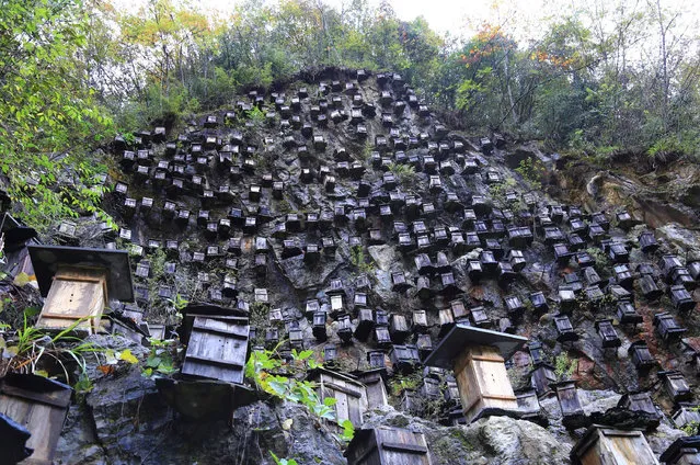 Hundreds of beehives hang from a cliff on Guanmen mountain on October 25, 2016, where Chinese beekeepers are trying to help increase the population of wild bees. (Photo by Imaginechina/Rex Features/Shutterstock)