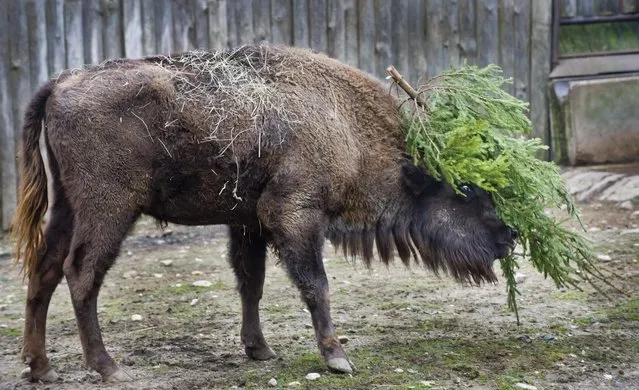 A bison plays with a Christmas tree at the zoo in Prague, Czech Republic, Monday, January 12, 2015. (Photo by Vit Simanek/AP Photo/CTK)