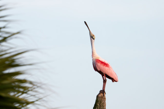 A Roseate Spoonbill perches in the Orlando Wetlands in Christmas, Florida, on December 4, 2025. Like the flamingo, the spoonbill gets its distinctive pink coloration from pigments in the crustaceans and other aquatic animals it eats. (Photo by Ronen Tivony/NurPhoto/Rex Features/Shutterstock)