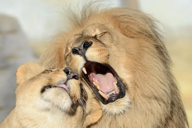 Lions Leon and Ronja get affectionate at Usti nad Labem Zoo in Czech Republic on December 12, 2015. (Photo by Slavek Ruta/REX Shutterstock)