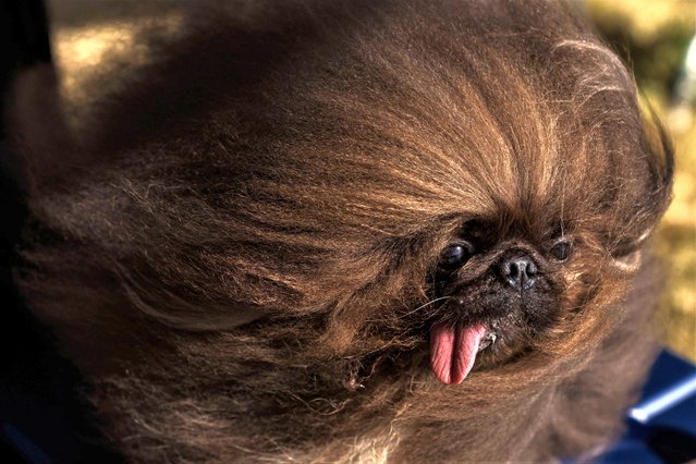 Wild Thang, a Pekingese competing in the 2023 World’s Ugliest Dog Contest sits in the waiting kennel before the start of the annual World's Ugliest Dog contest at the Sonoma-Marin Fair in Petaluma, California, on June 23, 2023. Scooter was the winner of the 2023 World’s Ugliest Dog Competition. (Photo by Philip Pacheco/AFP Photo)