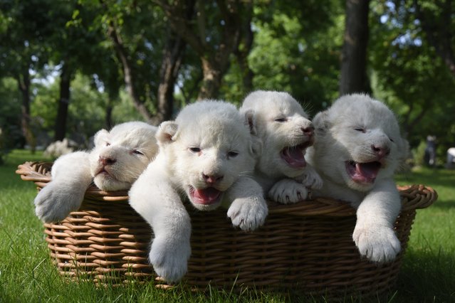 Four white lion cubs, born two weeks ago, are seen in a basket at the Taigan Safari Park, in Belogorsk, about 50 km (31 miles) east of Simferopol, Crimea, Wednesday, July 29, 2015. The newly born white lion cubs were shown to the media for the first time Wednesday. (Photo by Alexander Polegenko/AP Photo)