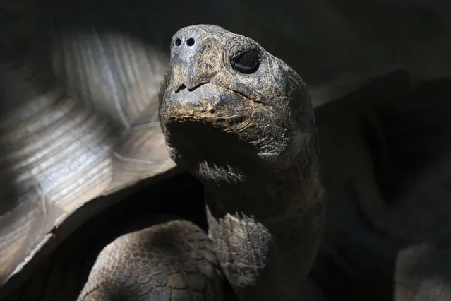 A Galapagos tortoise looks out of its enclosure at the Cincinnati Zoo and Botanical Garden in Cincinnati Friday, July 7, 2023. (Photo by Jon Gambrell/AP Photo)