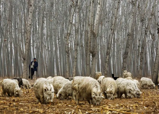 A herdsman takes a rest while he drives his goats at a corn field at Dashiwo village, on the outskirts of Beijing January 26, 2015. (Photo by Kim Kyung-Hoon/Reuters)
