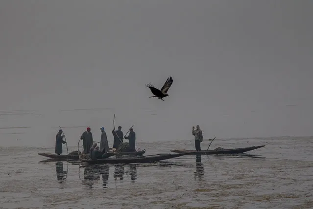 An eagle flies past Kashmiri workers removing weed on a cold and foggy day at the Dal Lake in Srinagar, Indian controlled Kashmir, Tuesday, November 22, 2016. Cold conditions continued in most parts of Kashmir with fog affecting air traffic and normal life. (Photo by Dar Yasin/AP Photo)