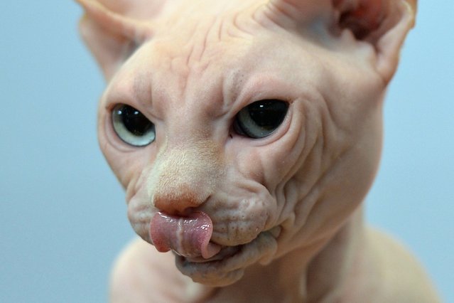 A sphynx cat is pictured during the “Dog & Cat” pet fair in Leipzig, Germany, on August 25, 2013. (Photo by Hendrik Schmidt/AFP/Getty Images)