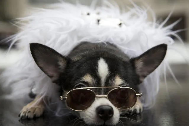 Chihuahua Bogie wears doggy fashion at the Lincoln Center for the Performing Arts during New York Fashion Week February 14, 2015. Owner Anthony Rubio designs clothing for dogs and brought his chihuahuas to Fashion Week. (Photo by Andrew Kelly/Reuters)
