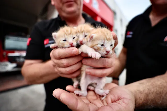 A man holds a kitten of the cat named Limon, which was adopted from the street on his hand in Duzce, Turkiye on August 10, 2023. Firefighters take care of the cat named Limon, who was adopted by Duzce Municipality Fire Department, and her 3 kittens born 2 weeks ago. (Photo by Omer Urer/Anadolu Agency via Getty Images)