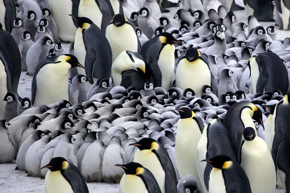 Penguins Huddling to Keep Chicks Warm in Antarctic Winds