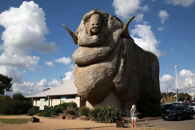The Big Merino is seen on April 17, 2021 in Goulburn, Australia. The 15.2 metres tall (50 feet) and 97 tonnes concrete merino ram structure, was officially opened on 20 September 1985. On 26 May 2007, the Big Merino was moved to a location closer to the Hume Highway to increase visitor numbers. It's also on of the “Big Things of Australia”. (Photo by Matt Blyth/Getty Images)