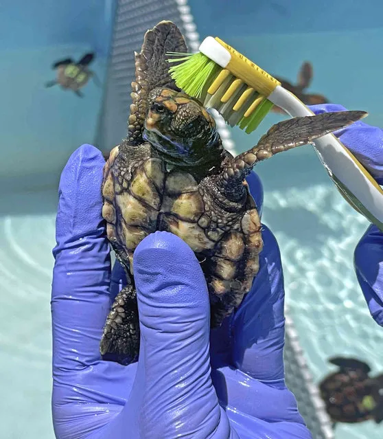 In this photo provided by the Florida Keys News Bureau, a toothbrush is used to clean algae off a post-hatchling loggerhead sea turtle named “Idalia” Wednesday, August 30, 2023, at the Turtle Hospital in Marathon, Fla. The turtle was rescued in a Florida Keys marina and was likely washed in from the Gulf Stream when fringes of Hurricane Idalia brushed by the Keys as a tropical storm Tuesday, Aug. 29. The storm left the subtropical island chain with no significant impacts, according to emergency management officials. (Photo by Andy Newman/Florida Keys News Bureau via AP Photo)